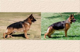 Rondo x Wendrina Litter