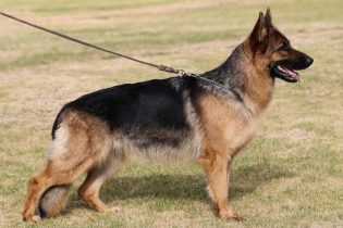 Wally vom Lundborg-Land std | Lundborg-Land German Shepherd Dogs