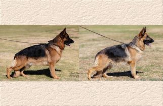 Rondo x Harley Litter