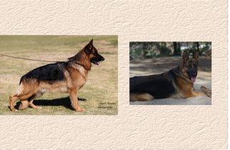 Rondo x Riley Litter