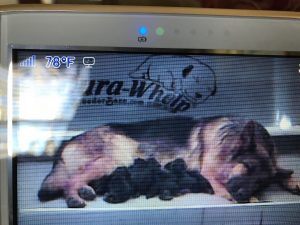 Wally with puppies | Lundborg-Land German Shepherd Dogs