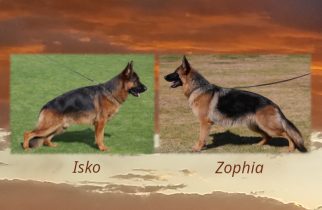 Isko x Zophia Litter