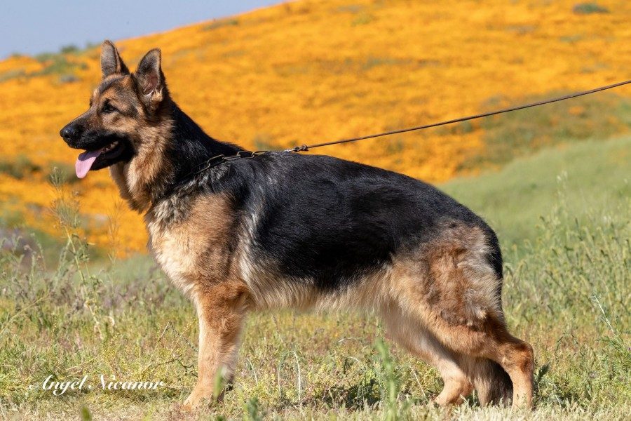Niki vom Lundborg-Land stnd | Lundborg-Land German Shepherd Dogs