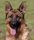 Odie vom Lundborg-Land | Lundborg-Land German Shepherd Dogs Odie vom Lundborg-Land