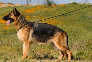 Odie vom Lundborg-Land | Lundborg-Land German Shepherd Dogs Odie vom Lundborg-Land