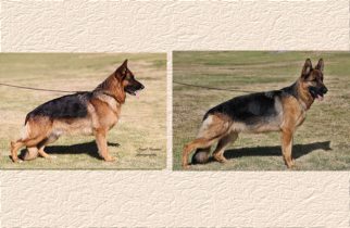 Rondo x Faith Litter