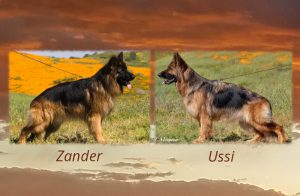 Zander x Ussi Litter