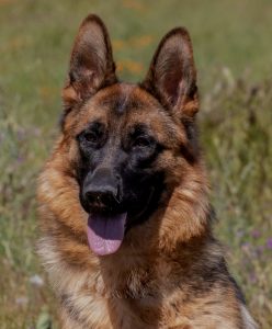 Cora vom Ronkarzgarten