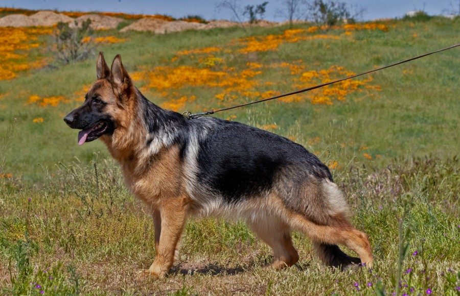 Cora vom Ronkarzgarten stnd 4 | Lundborg-Land German Shepherd Dogs