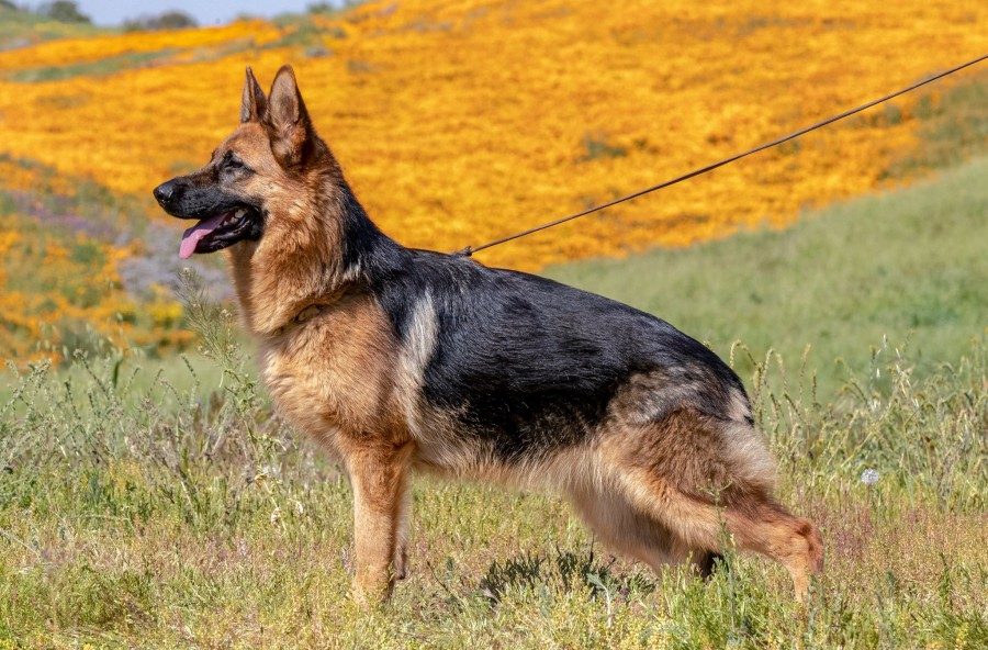 Choice vom Ronkarzgarten stnd 1 | Lundborg-Land German Shepherd Dogs