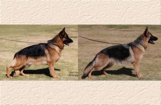 Rondo x Zophia Litter