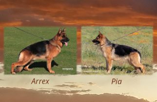 Arrex x Pia Litter