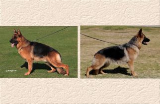 Arrex x Zophia Litter