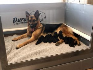 Natalie With Puppies | Lundborg-Land German Shepherd Dogs Natalie With Puppies