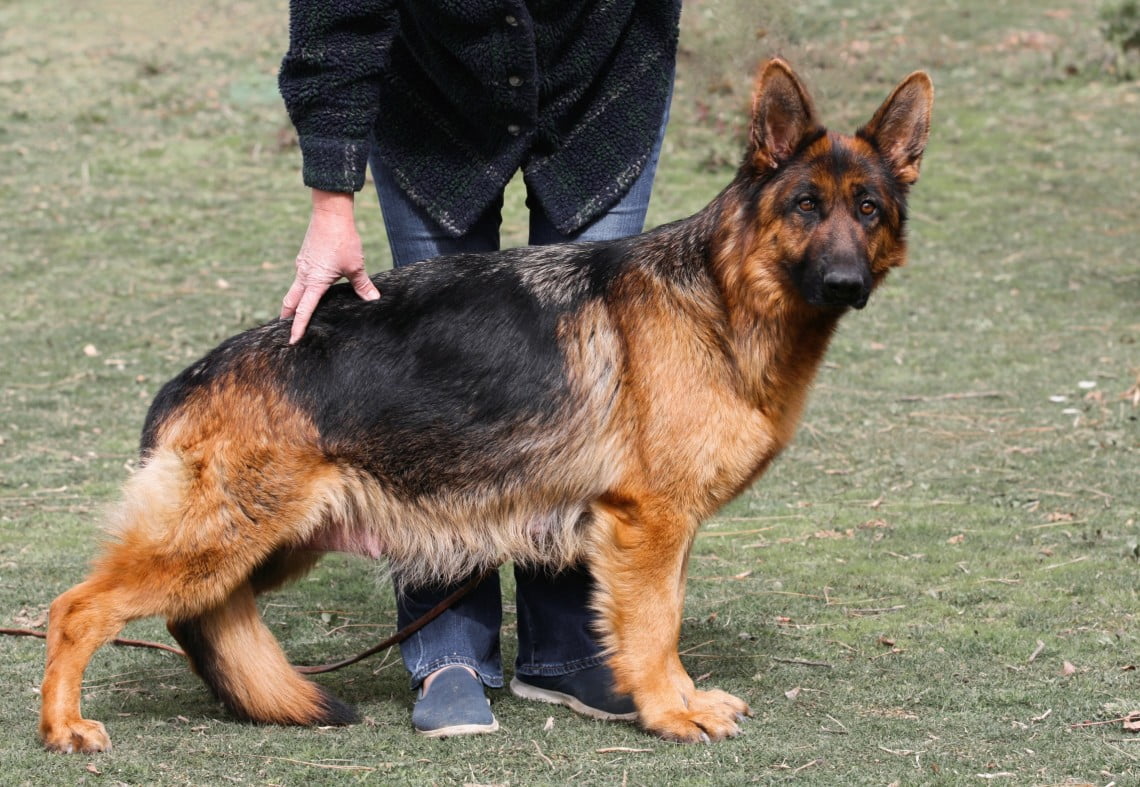 Yara vom Grabfeldgau
