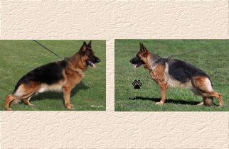 Gayville’s Pepe x Blanka Litter