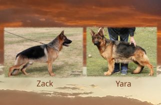 Zack x Yara Litter