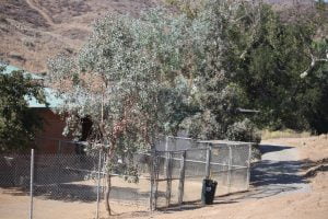 Safe and Secure Dog Boarding