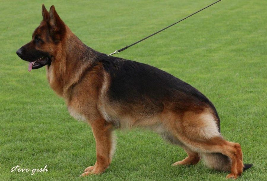 Veneze Raul | Lundborg-Land German Shepherd Dogs Veneze Raul