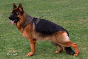 Mardoc von Rotae Land