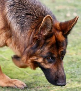 Yara vom Grabfeldgau