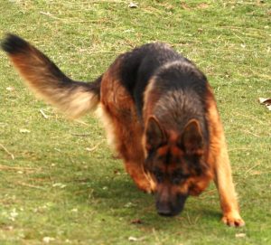 Yara vom Grabfeldgau