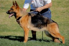 V Lea von Legends Burg, IPO 1, H & E “a” normal