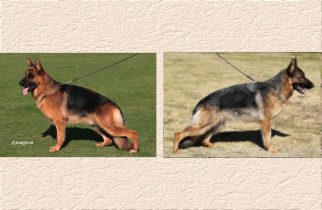 Arrex x Pauley Litter