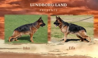 Isko x Eifa (Ellie) Litter