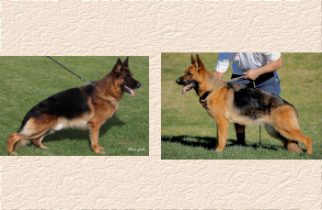 Gayville’s Pepe x Lea Litter