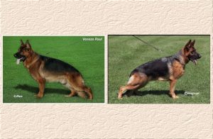 Vaneze Raul X Jady Litter