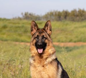 Iska vom Lundborg-Land