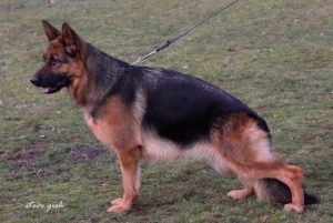 Kaisa vom Hauswalder Bach