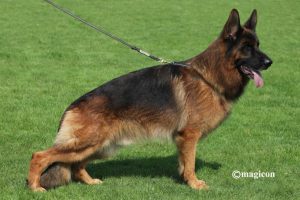 Lucka von Buchenland