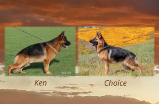 Ken x Choice Litter