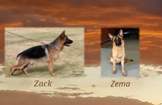 Zack x Zema Litter