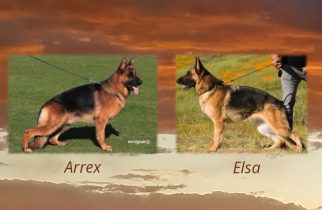 Arrex x Elsa Litter