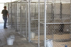 Lundborg-Land Dog Boarding