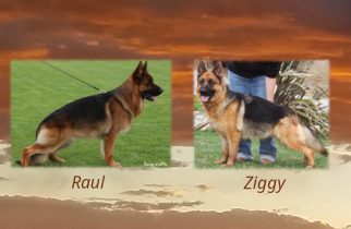 Raul x Ziggy Litter