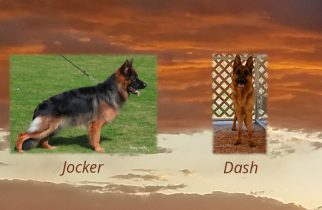 Jocker x Dash Litter
