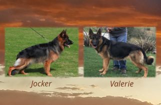 Jocker x Valerie Litter