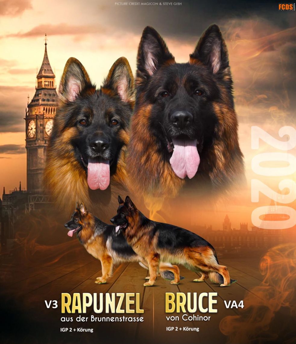 Rapunzel x Bruce Litter
