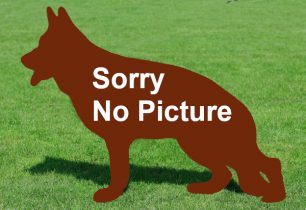 1-sorry_no_picture | Lundborg-Land German Shepherd Dogs
