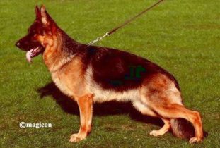 Kaisa vom Hauswalder Bach stnd | Lundborg-Land German Shepherd Dogs Kaisa vom Hauswalder Bach