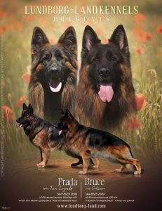 Bruce x Prada Litter