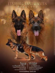 Whillo x Nana Litter | Lundborg-Land German Shepherd Dogs Whillo x Nana Litter