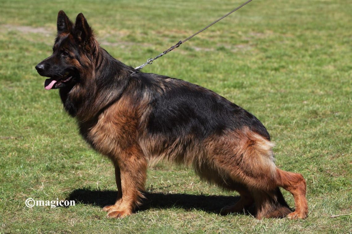 Prada vom Legends Team | Lundborg-Land German Shepherd Dogs Prada vom Legends Team