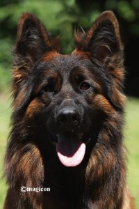 Prada vom Legends Team | Lundborg-Land German Shepherd Dogs Prada vom Legends Team