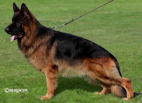 VA-Bruce-von-Cohinor