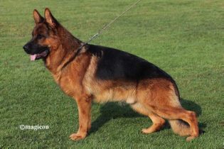 Whillo vom Klostermoor | Lundborg-Land German Shepherd Dogs Whillo vom Klostermoor